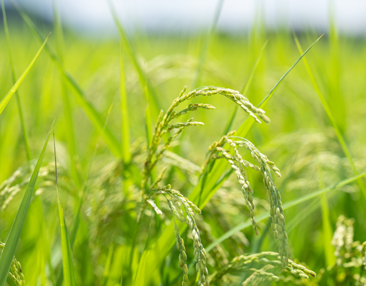 ゆうだい21 稲穂