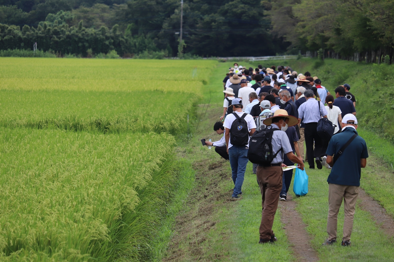 ゆうだい21の食味と糖質消化性