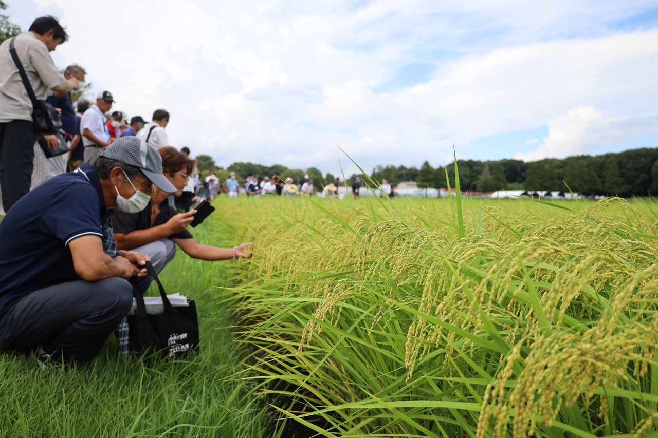 ゆうだい21の食味と糖質消化性