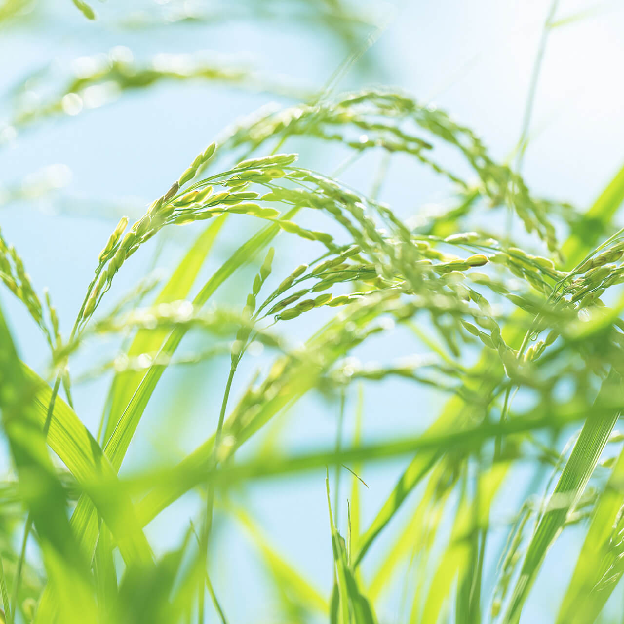 ゆうだい21 開発プロジェクト