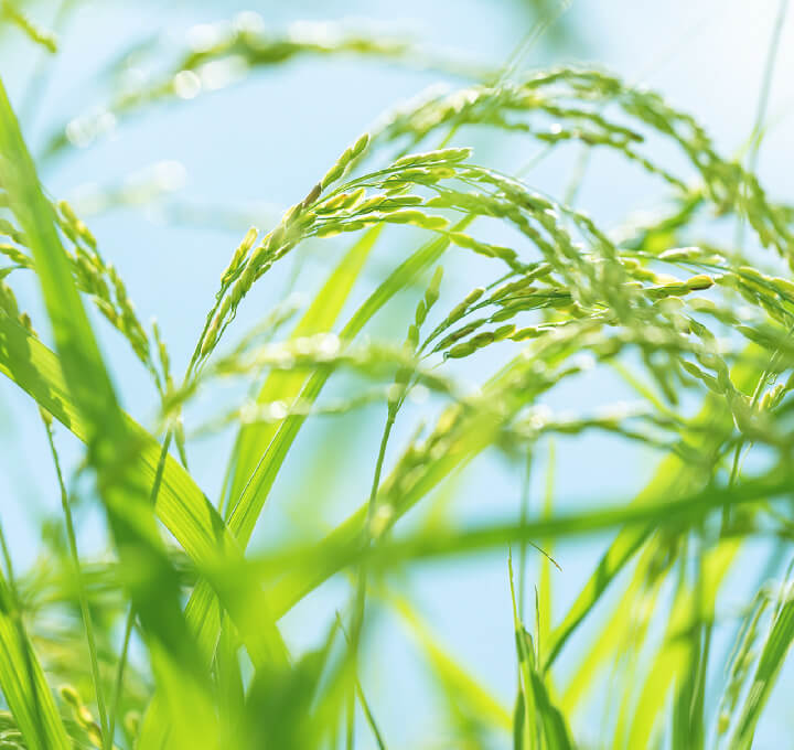 ゆうだい21 開発プロジェクト